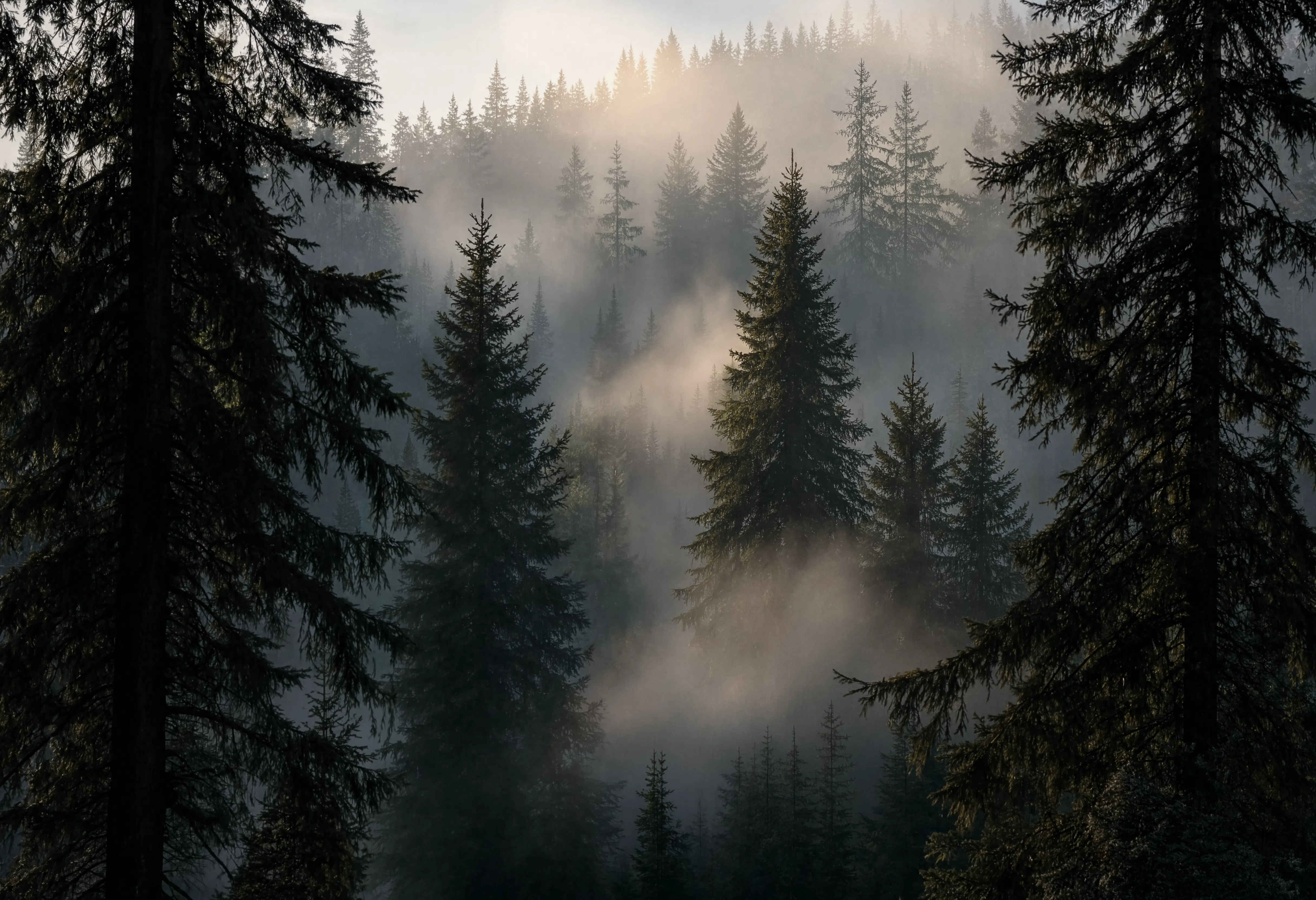 Schwarzwald im Morgennebel — tiefe grüne Wälder und mystische Lichtstimmung